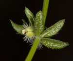 Piedmont bedstraw